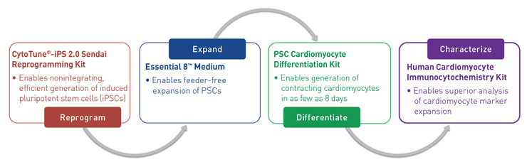 How to generate contracting cardiomyocytes schematic of the four steps to generate contracting cardiomyocytes