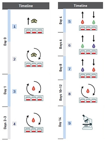 Cardiomyocyte differentiation timeline schematic of the cardiomyocyte differentiation workflow