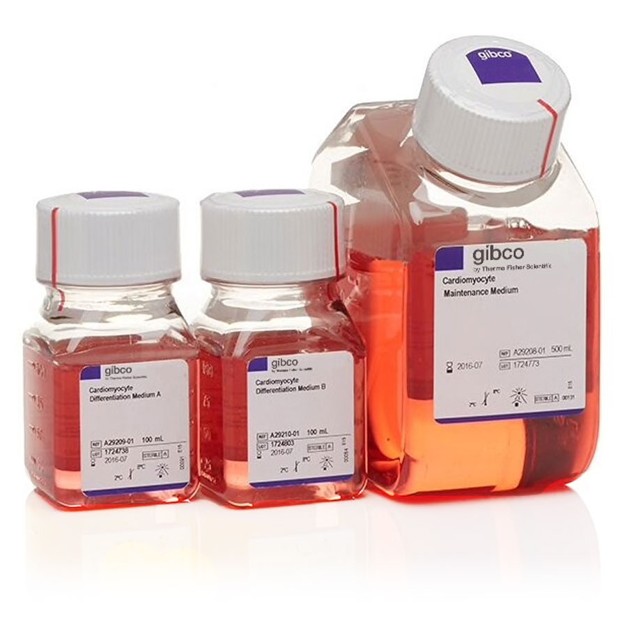 Cardiomyocyte Differentiation product photo of Gibco PSC Cardiomyocyte Differentiation Kit media bottles