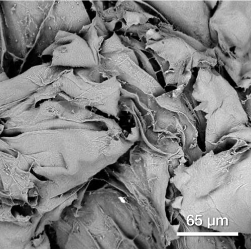 SEM image of an apple at -25°C SEM image of an apple at -25°C
