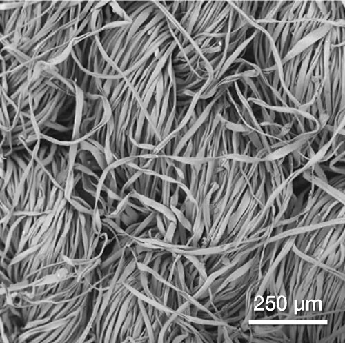 SEM image of a non-conductive wool sample SEM image of a non-conductive wool sample