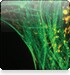 th-bioProbes th-bioProbes