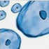 Cell Culture Cell Culture