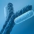 Antibodies Antibodies