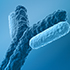 Antibodies Antibodies