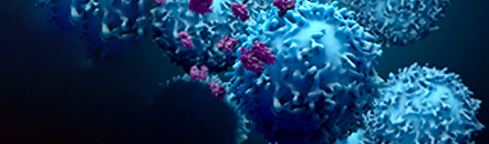 T cell activation Imaging showing proteins and T cell lymphocytes