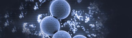 Homogeneous Dynabeads Monodispersed Dynabeads magnetic beads showing uniform size and distribution