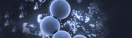 Homogeneous Dynabeads Monodispersed Dynabeads magnetic beads showing uniform size and distribution