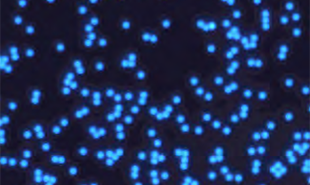 Fluorescent-Beads Fluorescent-Beads