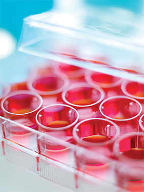 Fetal bovine serum in vaccine production Multi-well cell culture plate containing media with phenol red