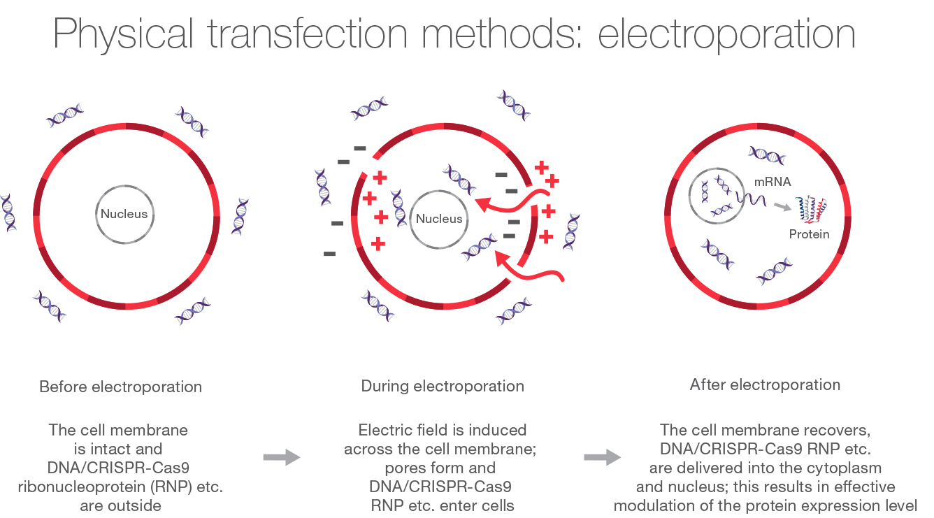 Process of electroporation Diagram illustrating the basic steps of electroporation, including before, during, and after the process