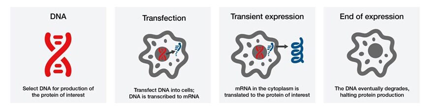 Sample Transient Transfection Workflow Diagram of the transient transfection process using icons of DNA and cells.