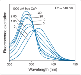 calcium-uv-light.par.23914.image.275.252.1.s001338-excitation-spectra-fura-ff-gif calcium-uv-light.par.23914.image.275.252.1.s001338-excitation-spectra-fura-ff-gif