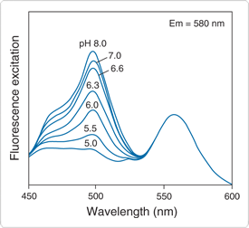 ph-indicator-conjugates.par.44480.image.275.252.1.s000314-fluorescein-dextran-gif ph-indicator-conjugates.par.44480.image.275.252.1.s000314-fluorescein-dextran-gif