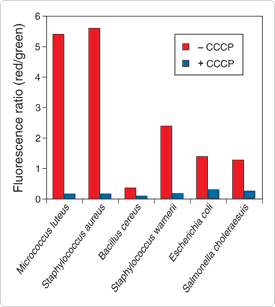 slow-response-probes.par.1632.image.275.307.1.s002296-baclight-membrane-gif slow-response-probes.par.1632.image.275.307.1.s002296-baclight-membrane-gif
