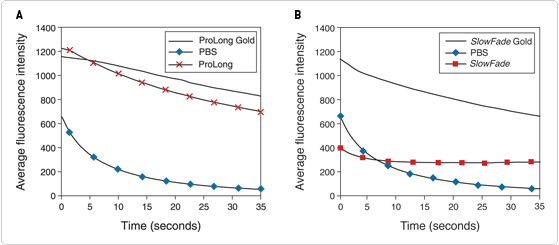 fluorescence-microscopy.par.81272.image.559.245.1.s002583-s002582-prolong-gold-and-slowfade-gold-gif fluorescence-microscopy.par.81272.image.559.245.1.s002583-s002582-prolong-gold-and-slowfade-gold-gif