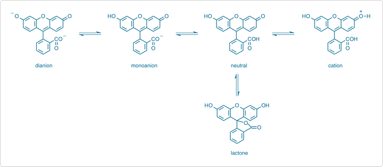 fluorescence-microscopy.par.26668.image.750.328.1.s000309-ionization-equilibria-fluorescein-gif fluorescence-microscopy.par.26668.image.750.328.1.s000309-ionization-equilibria-fluorescein-gif