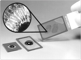 fluorescence-microscopy.par.74378.image.275.206.1.s000864-incubation-chamber-gaskets-gif fluorescence-microscopy.par.74378.image.275.206.1.s000864-incubation-chamber-gaskets-gif