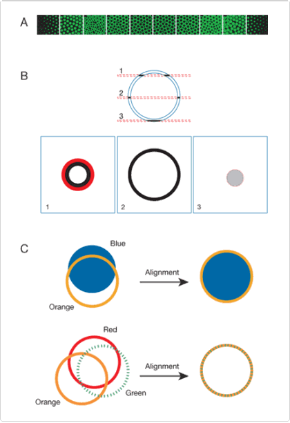 fluorescence-microscopy.par.77832.image.420.613.1.s002002-focal-check-microspheres-gif fluorescence-microscopy.par.77832.image.420.613.1.s002002-focal-check-microspheres-gif