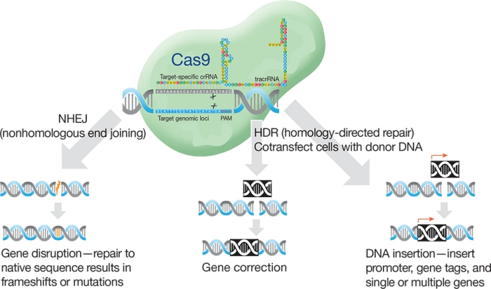 A CRISPR-Cas9 targeted double-strand break A CRISPR-Cas9 targeted double-strand break