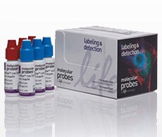 sho-readyprobes-red-blue sho-readyprobes-red-blue