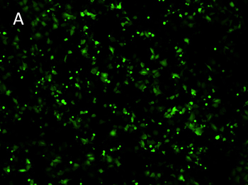 Posttransfection analysis of A549 fluorescence cells Posttransfection analysis of A549 fluorescence cells
