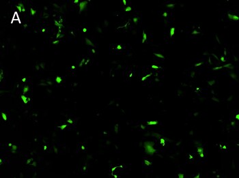 Posttransfection analysis of Calu-1 cells fluorescence images Posttransfection analysis of Calu-1 cells fluorescence images