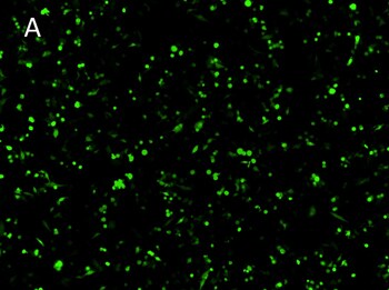 Posttransfection analysis of Calu-6 cells fluorescence images Posttransfection analysis of Calu-6 cells fluorescence images