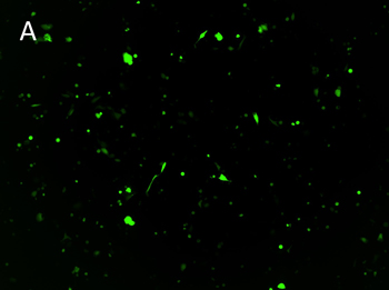 Posttransfection analysis of D17 cells fluorescence Posttransfection analysis of D17 cells fluorescence