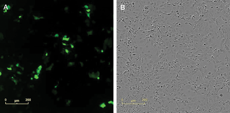 Post-transfection analysis of cells Post-transfection analysis of cells
