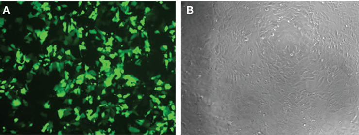 Post-transfection analysis of cells Post-transfection analysis of cells