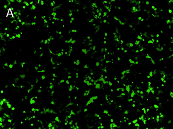 Posttransfection analysis of fluorescence cells Posttransfection analysis of fluorescence cells