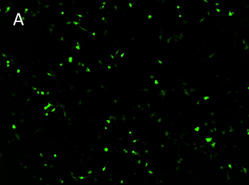 Posttransfection analysis of JC cells fluorescence images Posttransfection analysis of JC cells fluorescence images