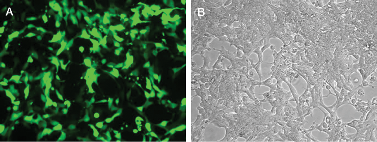 Post-transfection analysis of cells Post-transfection analysis of cells