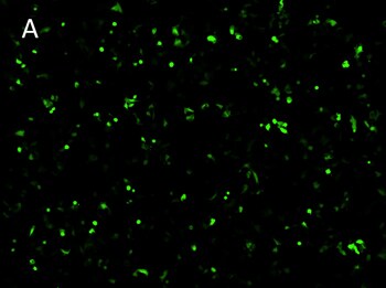 Posttransfection analysis of fluorescence cells Posttransfection analysis of fluorescence cells