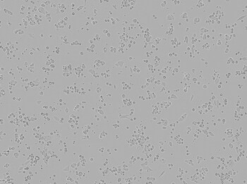 Brightfield image of MOR cells in culture prior to transfection Brightfield image of MOR cells in culture prior to transfection