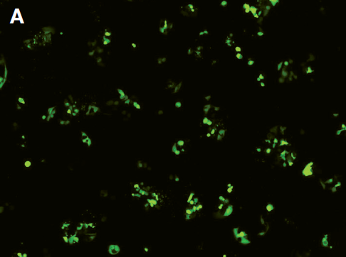 Fluorescence image demonstrating 35–40% transfection efficiency Fluorescence image demonstrating 35–40% transfection efficiency