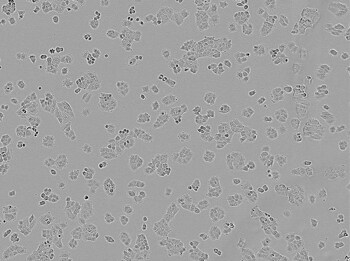 Brightfield image of NCI-H460 cells in culture, prior to transfection. Brightfield image of NCI-H460 cells in culture, prior to transfection.