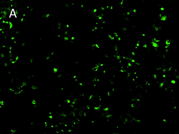 Posttransfection analysis of NCI-H520 cell fluorescence images Posttransfection analysis of NCI-H520 cell fluorescence images
