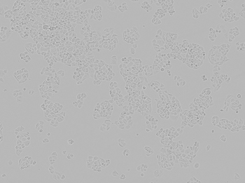NCI-H522 NCI-H522