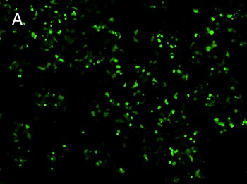 Posttransfection analysis of cells Posttransfection analysis of cells