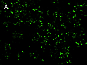 Posttransfection analysis of cells Posttransfection analysis of cells