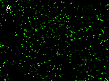 Posttransfection analysis of V79 HG04 cells fluorescence images Posttransfection analysis of V79 HG04 cells fluorescence images