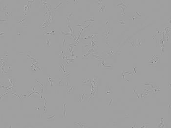 Brightfield image of V79 HG04 cells in culture prior to transfection Brightfield image of V79 HG04 cells in culture prior to transfection