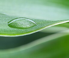 webinars-ambion-2-230x195 webinars-ambion-2-230x195