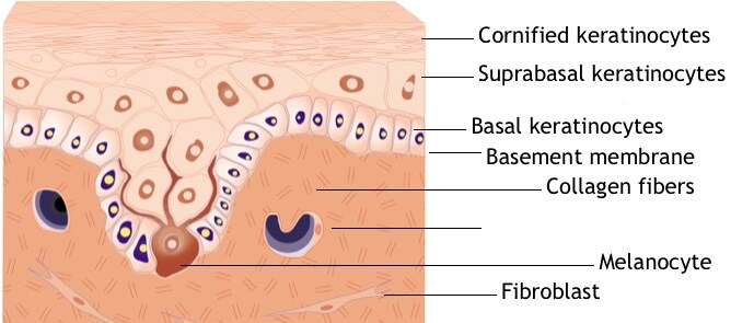 schem-rep-human-diagram2 schem-rep-human-diagram2