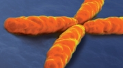 gene synthesis gene synthesis