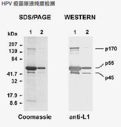 bioproduction-58 bioproduction-58