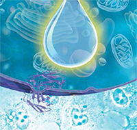 research-protein-separation research-protein-separation