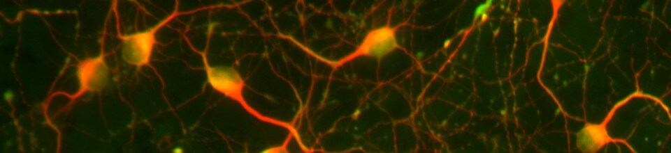 Goettingen Meeting banner Goettingen Meeting banner